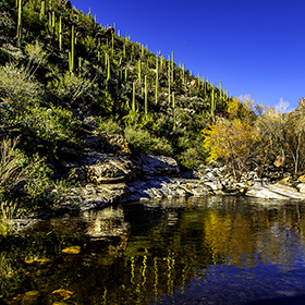 A beautiful stream in Sabino Canyon.